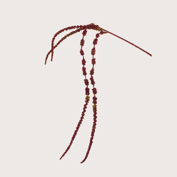 Amaranthus Bordeaux H110
