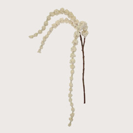 Amaranthus Tak Crème H100