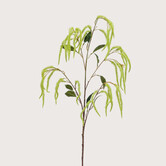 Amaranthus Tak Groen H100
