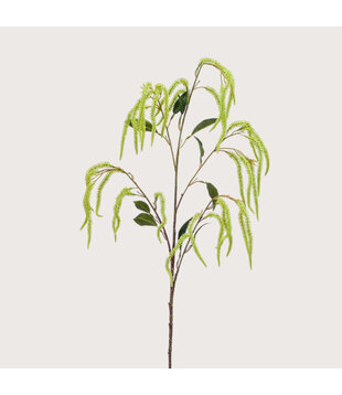 Amaranthus Tak Groen H100