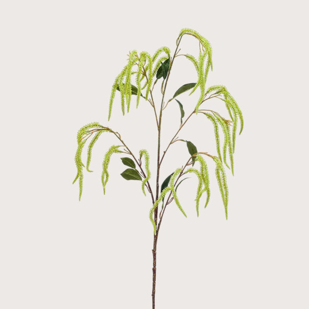 Amaranthus Branch Green H100