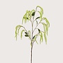 Amaranthus Branch Green H100
