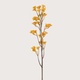 Anigozanthos Tak Geel H95