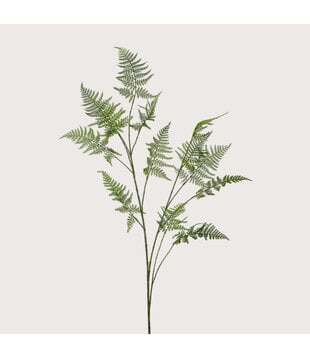 Asparagus Tak Groen H135