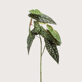 Begonia Tak Groen H90