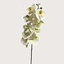 Bora Orchidee Tak Wit H108