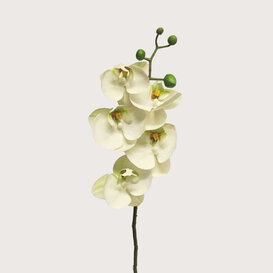 Bora Orchid Branch White H58
