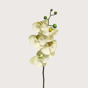 Bora Orchid Branch White H58