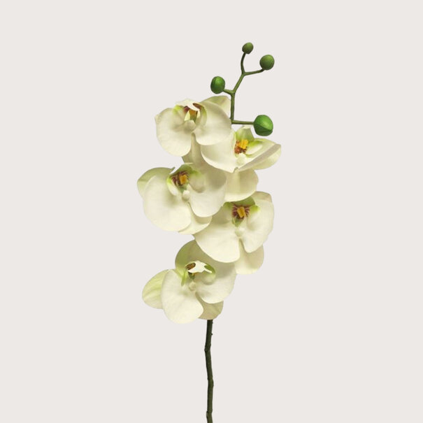 Bora Orchidee Tak Wit H58