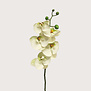 Bora Orchidee Tak Wit H58