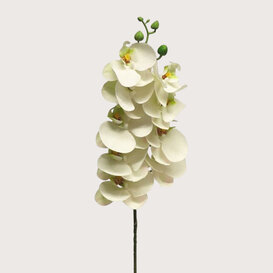 Bora Orchidee Tak Wit H77