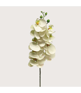 Bora Orchidee Tak Wit H77