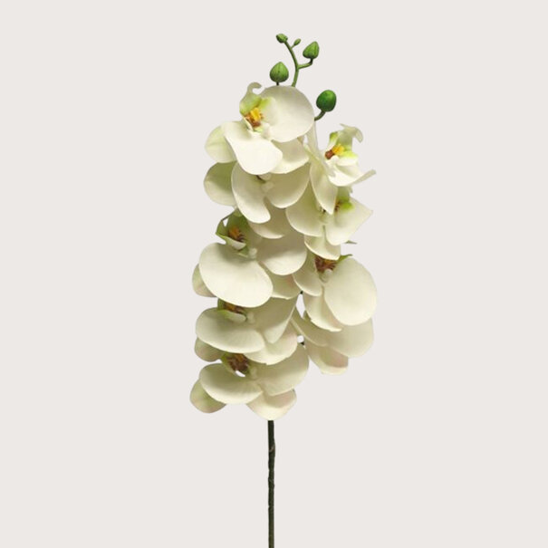Bora Orchidee Tak Wit H77