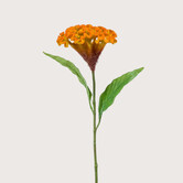 Celosia Oranje H62