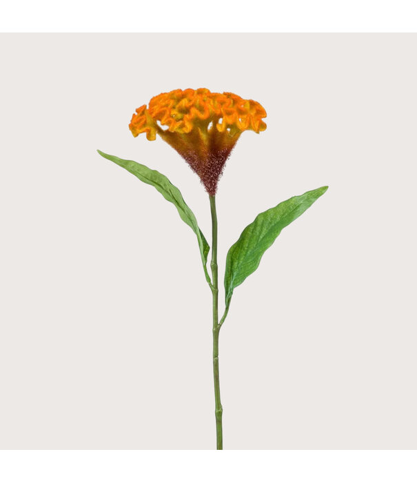 Celosia Orange H62