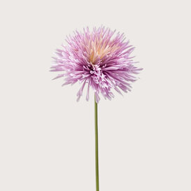 Chrysanthumum Lila H58
