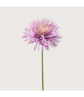 Chrysanthumum Lilac H58