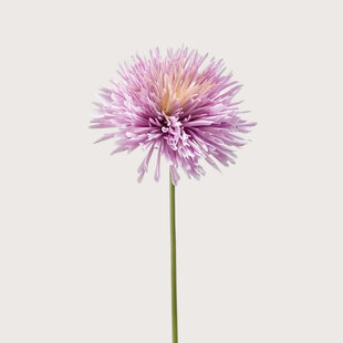 Chrysanthumum Lilac H58