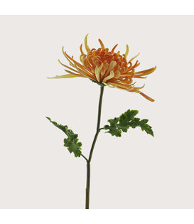 Chrysanthumum Monaco Peach H68