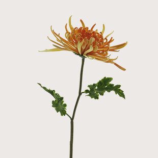 Chrysanthumum Monaco Perzik H68