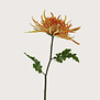 Chrysanthumum Monaco Perzik H68