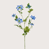 Clematis Tak Blauw H110