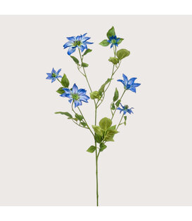 Clematis Tak Blauw H110
