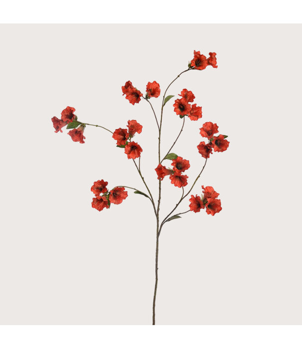 Cobea Tak Oranje H133