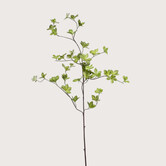 Cornus BladTak Groen H115