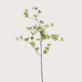 Cornus BladTak Groen H115