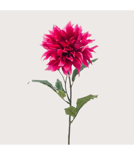 Dahlia Tak Fuchsia H60