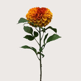 Dahlia Tak Oranje H74