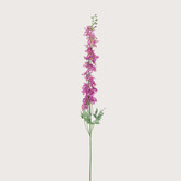 Delphinium Akana Roze H125
