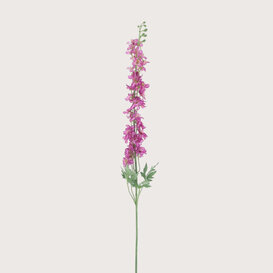 Delphinium Akana Pink H125