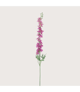 Delphinium Akana Pink H125