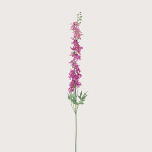 Delphinium Akana Pink H125