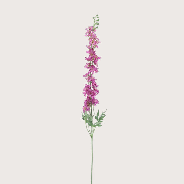 Delphinium Akana Roze H125
