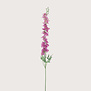 Delphinium Akana Roze H125
