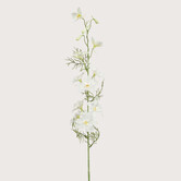 Delphinium Crème H88