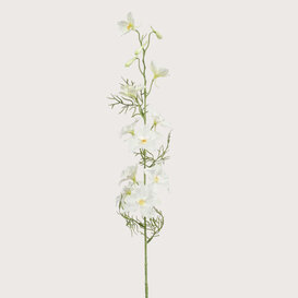 Delphinium Cream H88