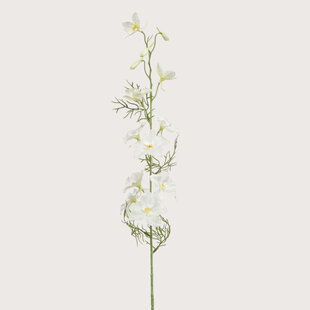 Delphinium Cream H88