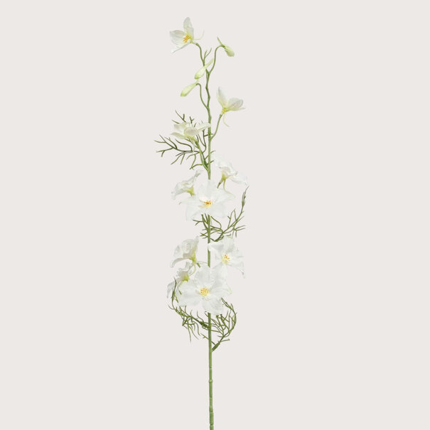 Delphinium Cream H88