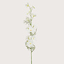 Delphinium Cream H88