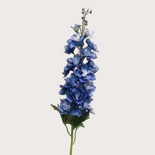 Delphinium Diva Blue H90
