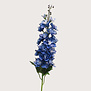 Delphinium Diva Blue H90