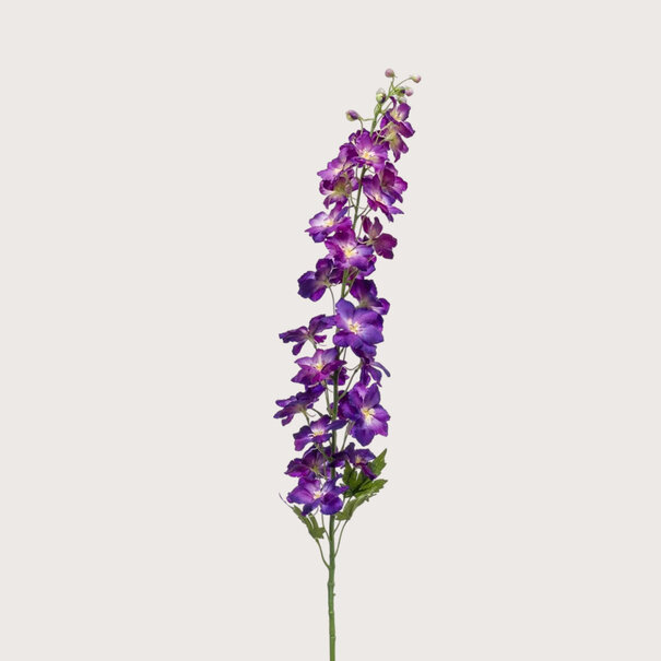 Delphinium Paars H128