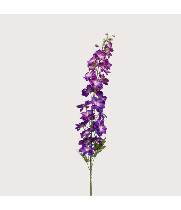 Delphinium Paars H128