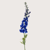 Delphinium XL Blue H130