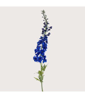 Delphinium XL Blauw H130
