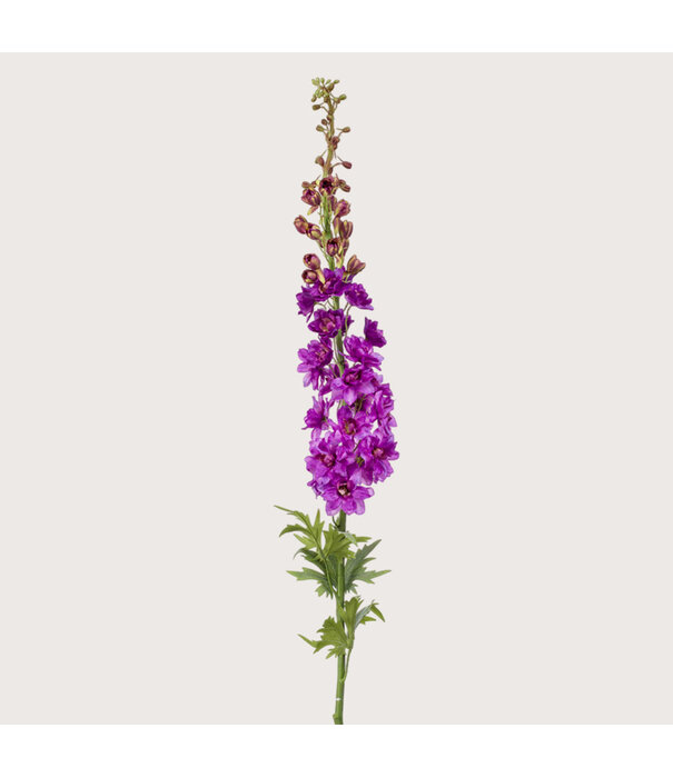 Delphinium XL Fuchsia H130